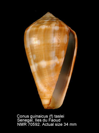 Conus guinaicus (f) taslei (3).jpg - Conus guinaicus (f) taslei Kiener,1850